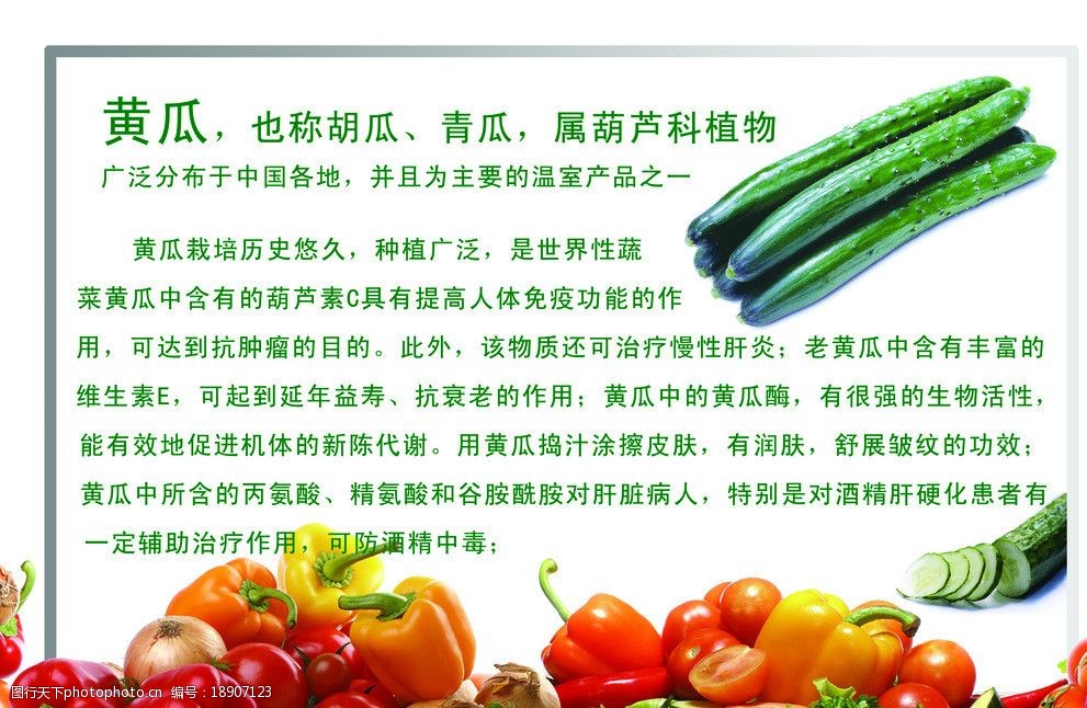 词:黄瓜简介海报 黄瓜 蔬菜      健康营养 绿色食品 海报设计 广告