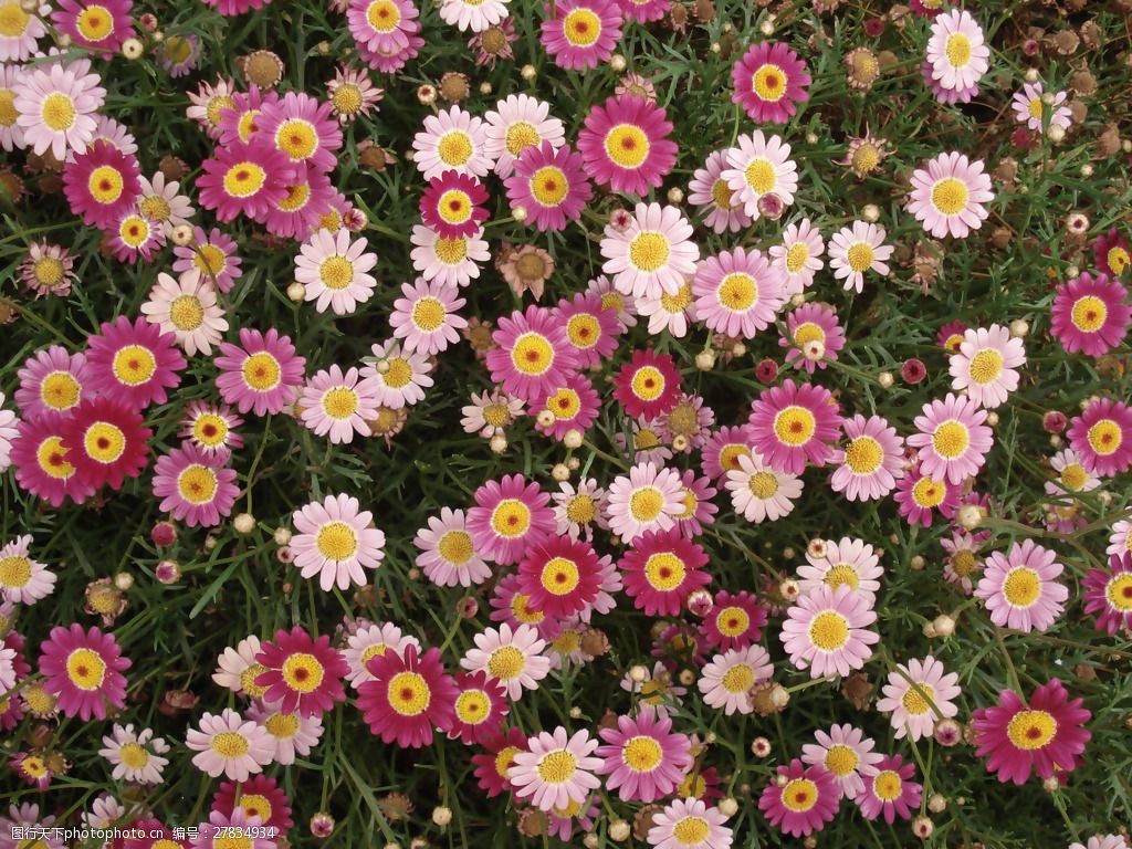 位图写实花卉植物花朵菊花免费素材