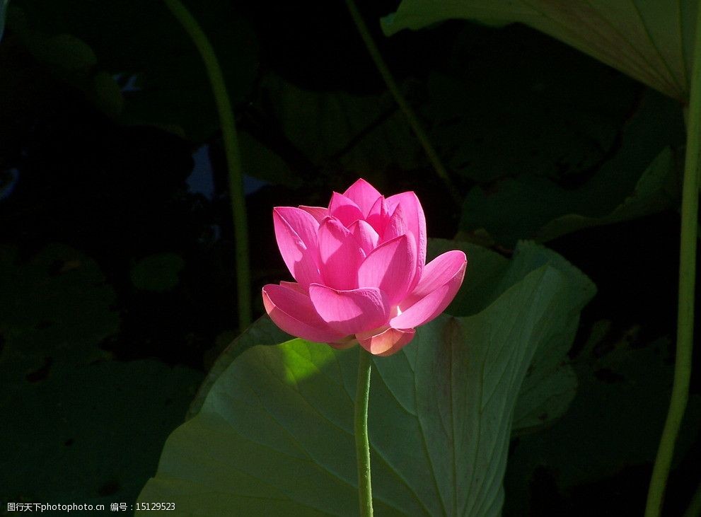 摄影 荷花 荷叶 芙蓉 出水芙蓉 莲花 绽放 绿叶 植物 花草 生物世界