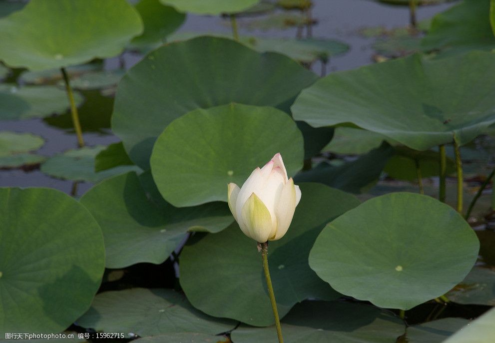 莲花湖中的莲花与莲叶图片