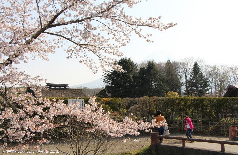 关键词:日本樱花 樱花 日本 sakura 霓虹 国外旅游 旅游摄影 摄影 72