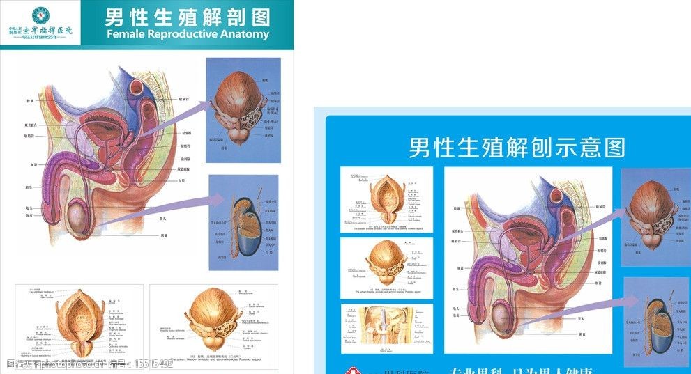 关键词:男科解剖图 男科 解剖图 生殖系统 男性生殖系统 医院院内文化