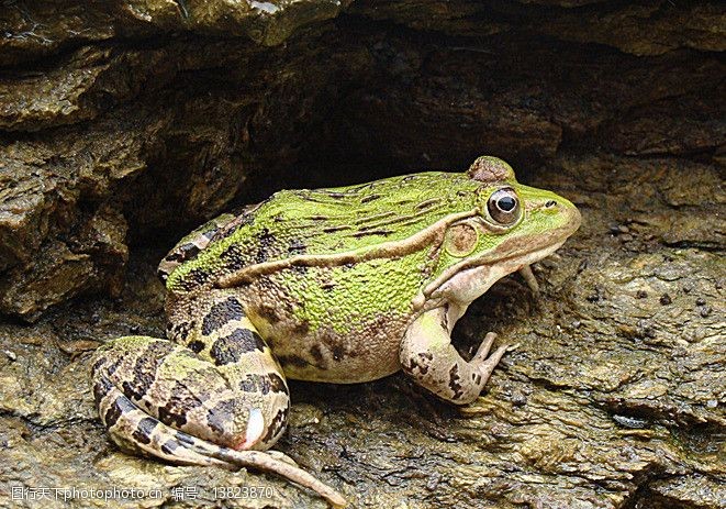 海礁石上的青蛙 青蛙 礁石 受伤 蛤蟆 高清 微距 拍摄 野生动物 生物