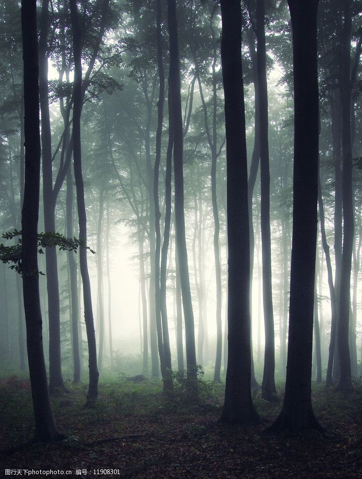 灰暗森林图片