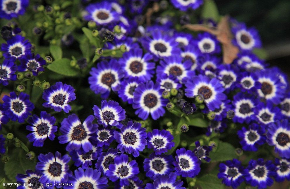 关键词:蓝紫色花朵 蓝色 紫色 花朵 海棠 开放 花草 生物世界 摄影 72