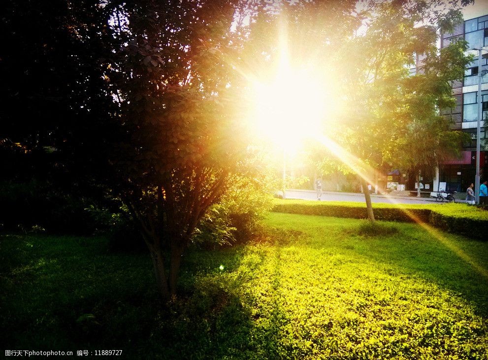 阳光透过树缝图片