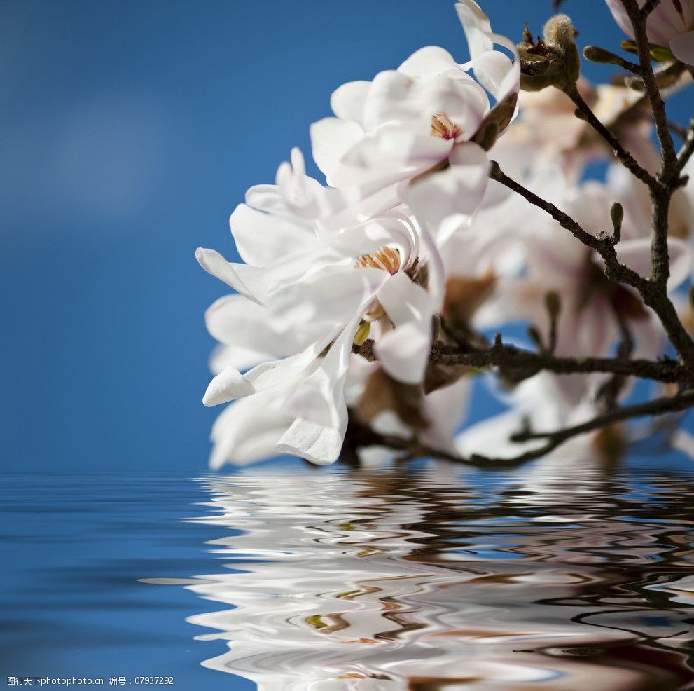 关键词:水上 白玉兰 花 广玉兰 植物 水纹 波纹 倒影 花草 生物世界