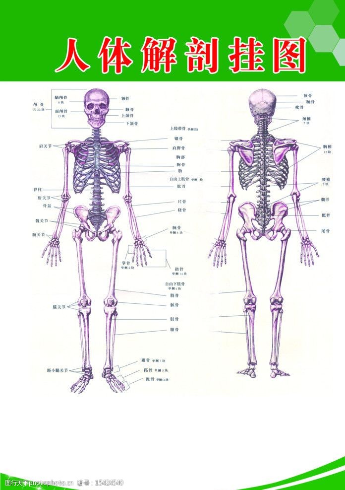 人体骨骼人体结构图片