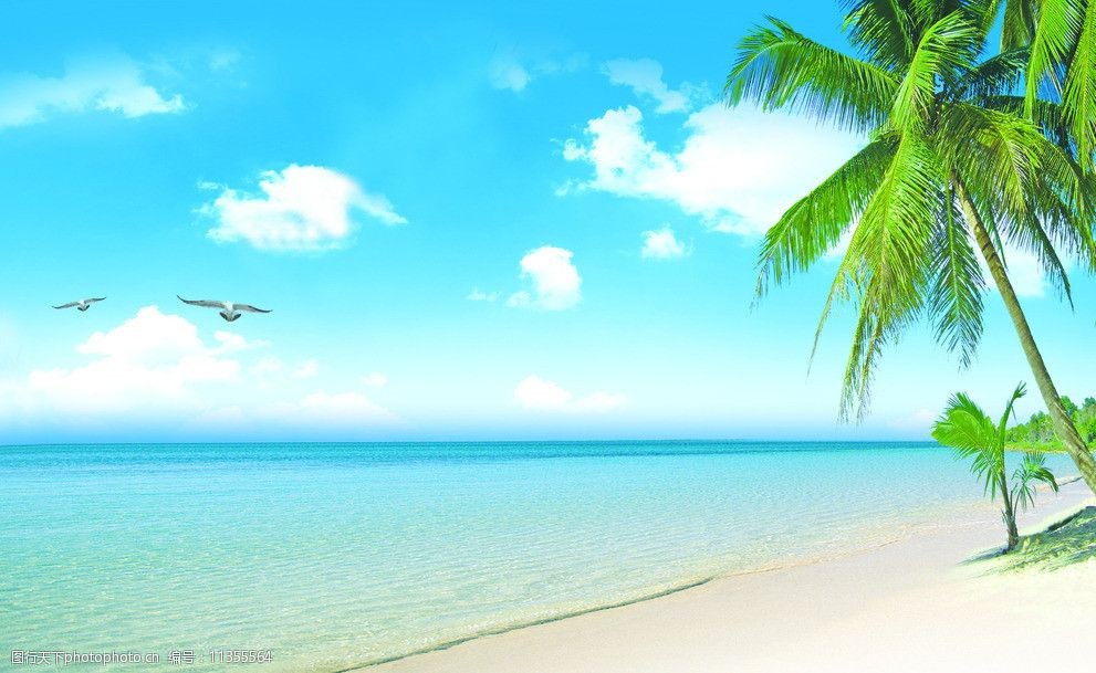 大海沙滩椰子树图片