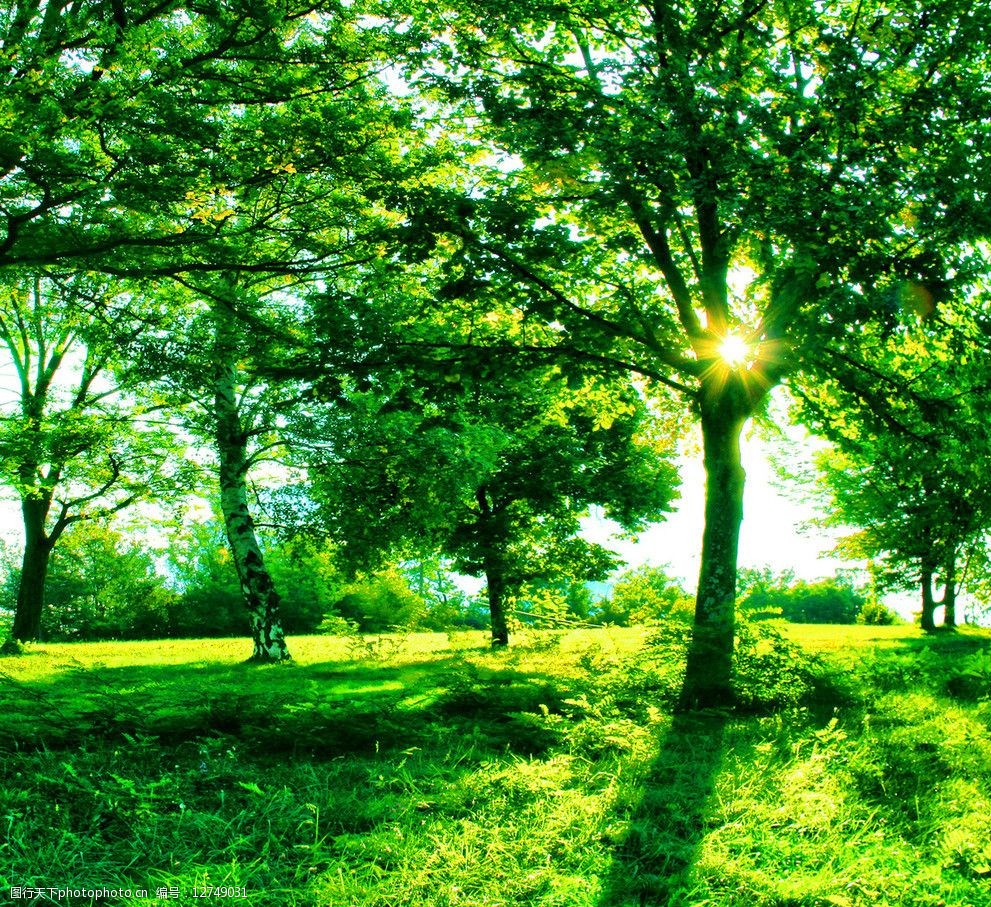 关键词:大树 自然风景 自然景观 绿色 晴朗 绿荫 草地 阳光 绿树 林荫