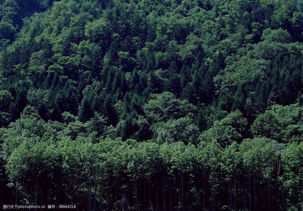 关键词:树木景观 树木 树 树林 植被 大树 树群 树木树叶 生物世界