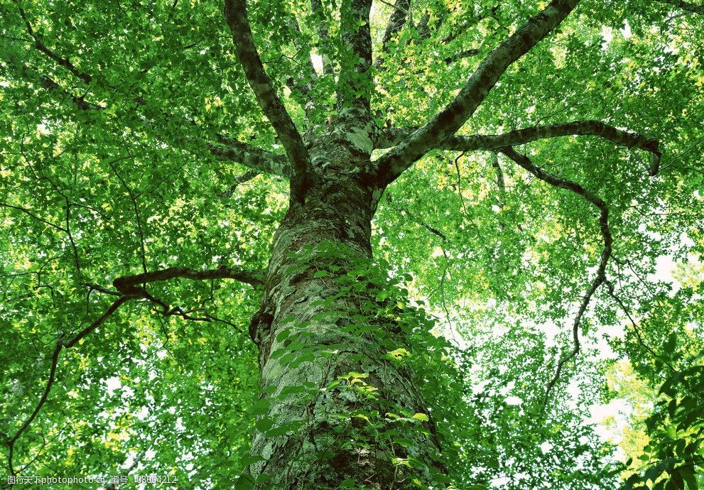 关键词:树木摄影 树木 树 树林 植被 大树 树群 树木树叶 生物世界