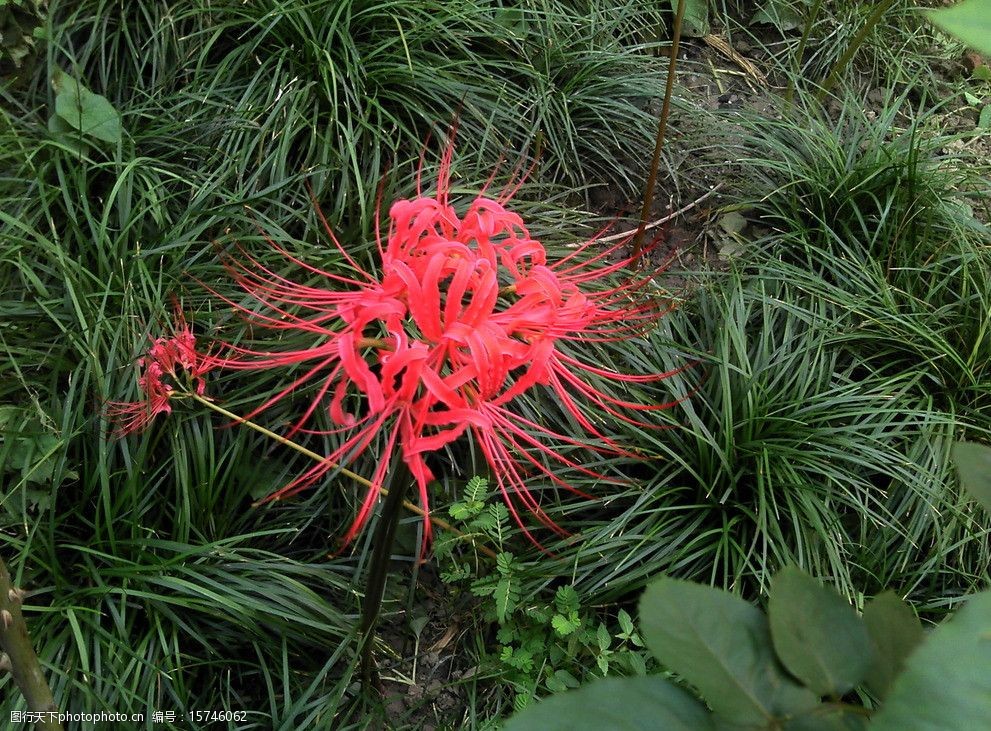 关键词:彼岸花 曼珠沙华 花 植物 红色 花草 生物世界 摄影 72dpi jpg