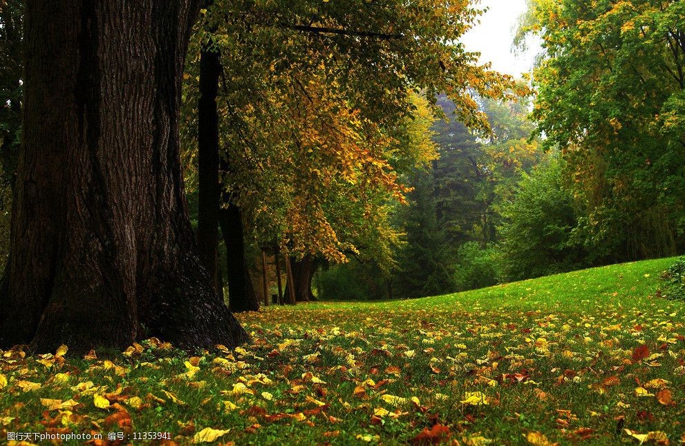 树林秋天美丽风景图片