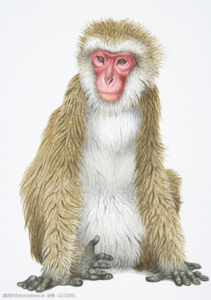 关键词:绘画猴 绘画 猴子 生肖 猴年 水彩 颜色 绘画书法 文化艺术