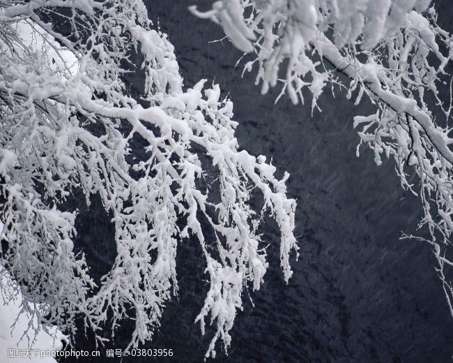 关键词:带雪的树枝免费下载 白雪皑皑 雪景 雪松 白雪风光 森林大雪