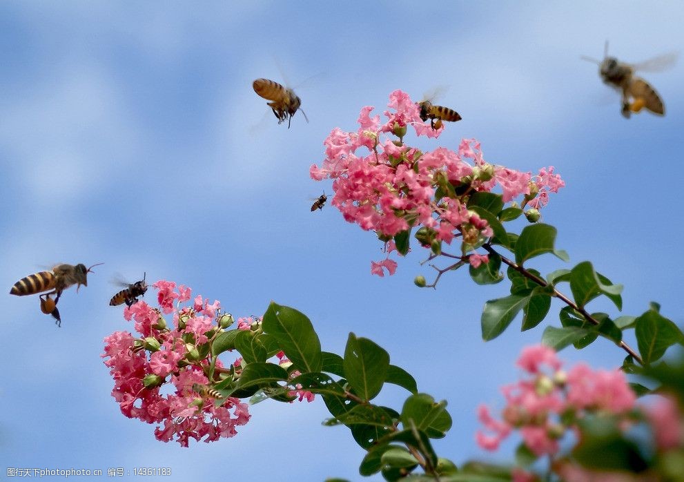 蜜蜂采花图片