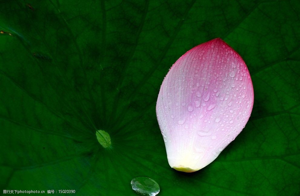 关键词:雨润红颜 荷花 花瓣 雨荷 荷花瓣 花卉 花草 生物世界 摄影