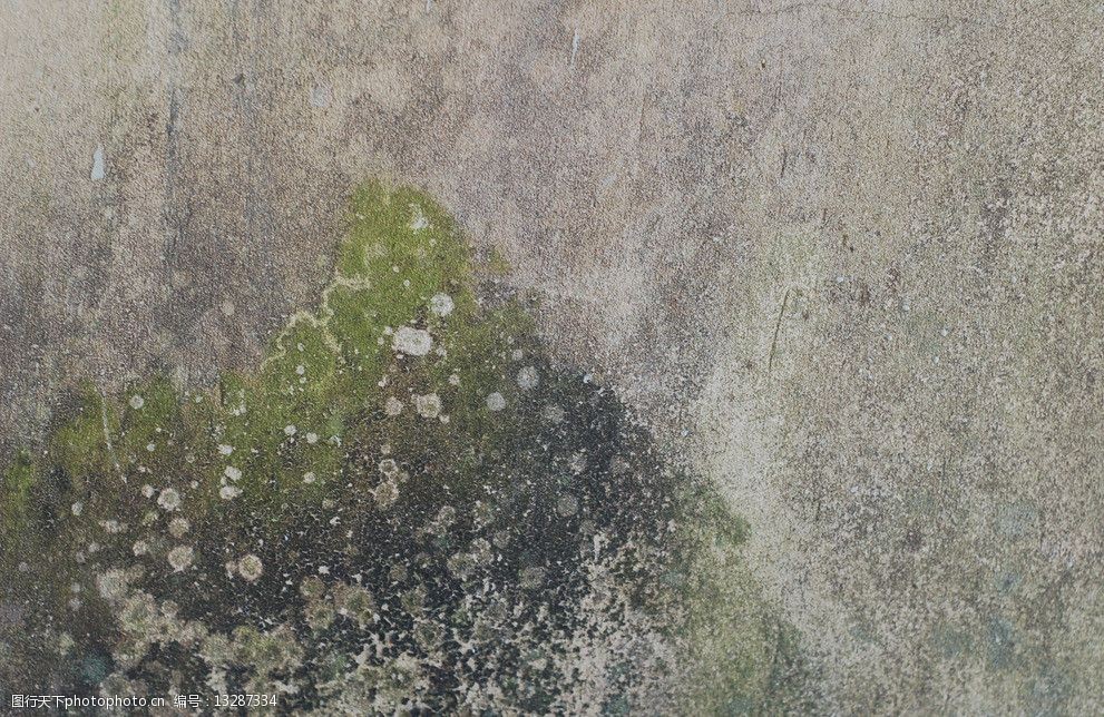 长青苔的墙面图片