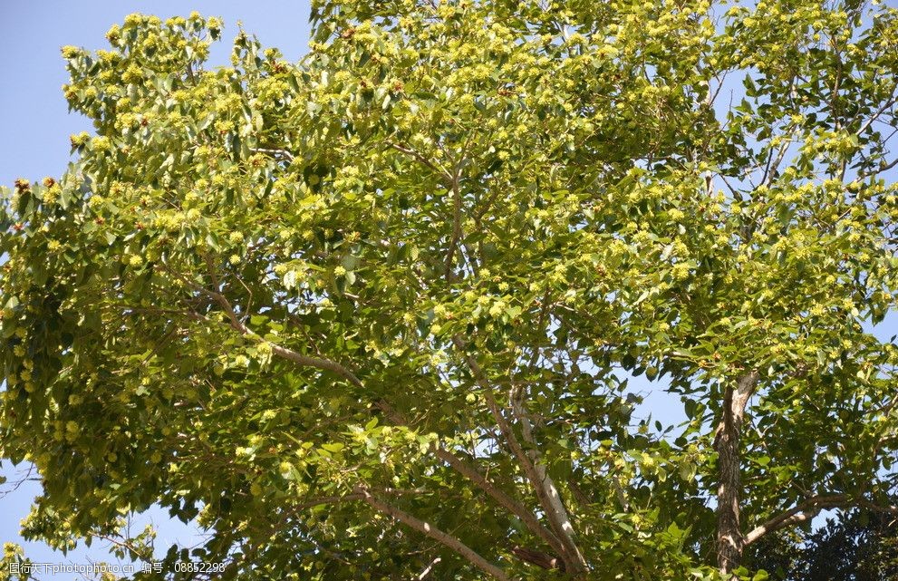 喜树的种子果图片