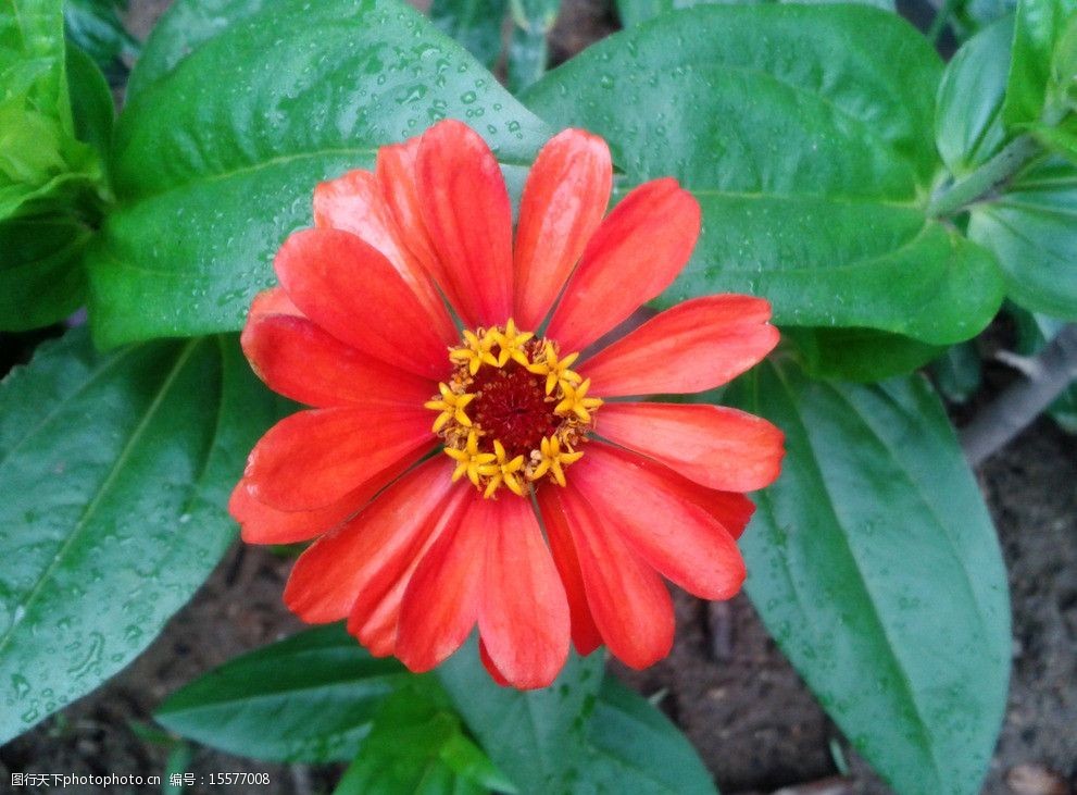 关键词:步步登高花 红花 绿叶 花朵 花心 花草 生物世界 摄影 72dpi