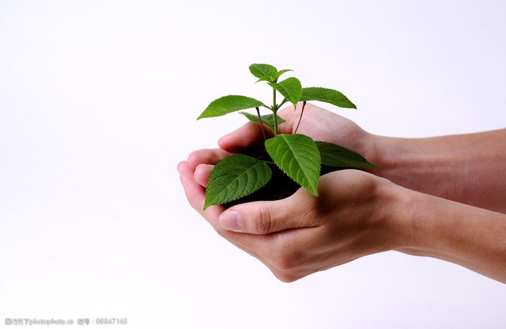 手捧植物图片