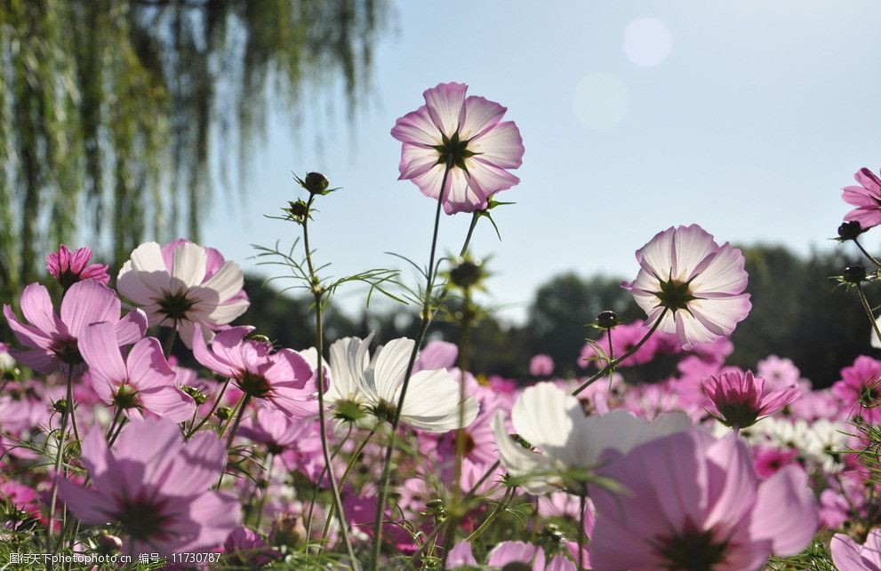 波斯菊图片图片-图行天下图库