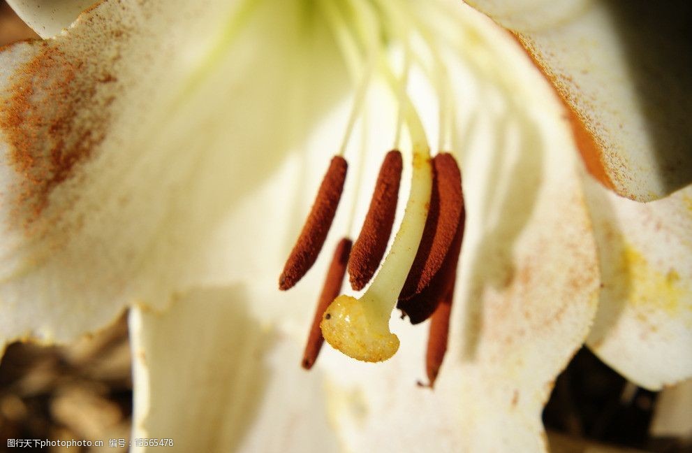 关键词:百合花蕊 百合花 花蕊 白色 花瓣 暗红色 花心 摄影 dpi240