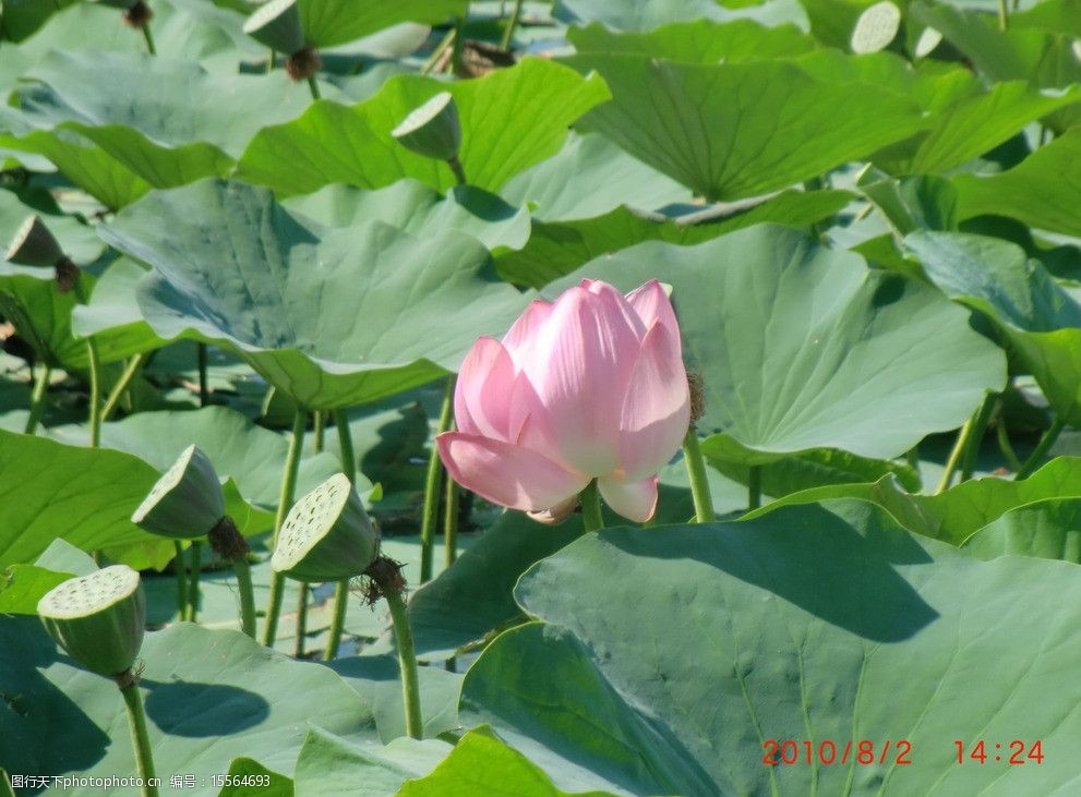 關鍵詞:松原鏡湖公園蓮花池 蓮花池 蓮花 荷花 水芙蓉 含苞待放 松原