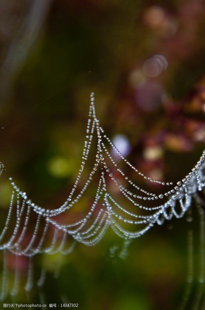 美丽的蜘蛛网图片