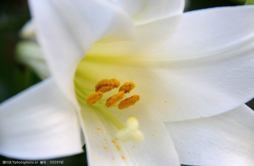 关键词:百合花 白色 花蕊 植物 香水百合 特写 植物摄影 花草 生物