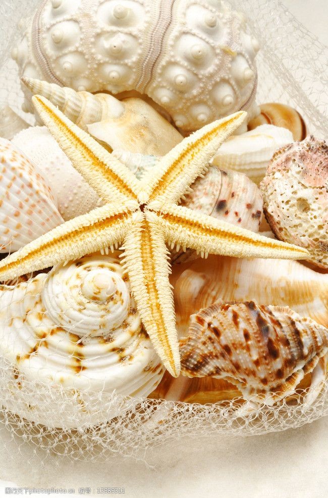 贝壳海螺海星图片
