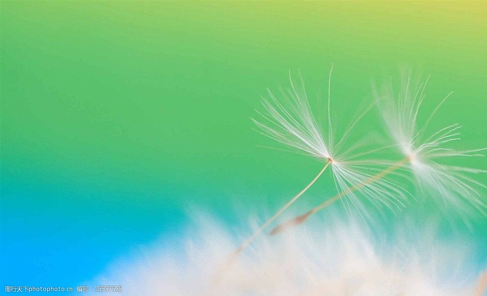 蒲公英背景图片