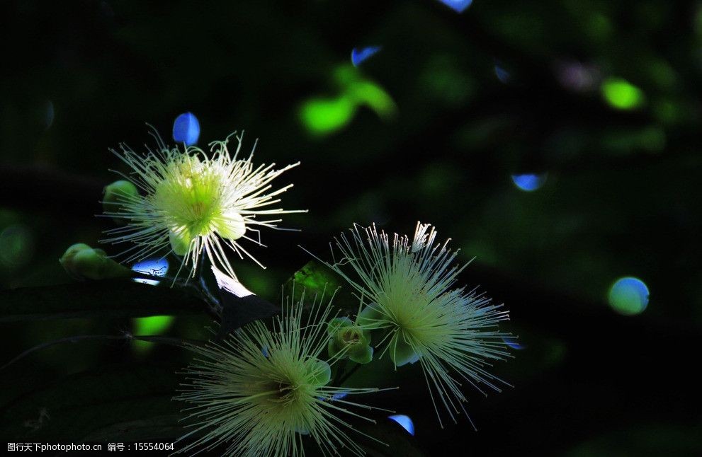 關鍵詞:水葡萄 植物 藥用 南寧 廣西藥用植物園 花朵 花草 生物世界