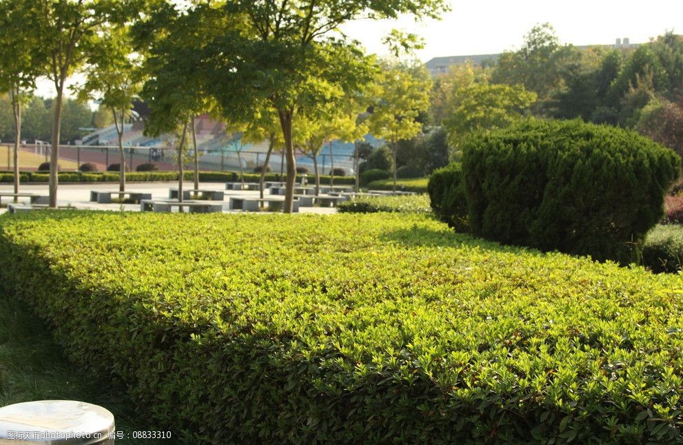 杜鹃花灌木图片图片-图行天下图库