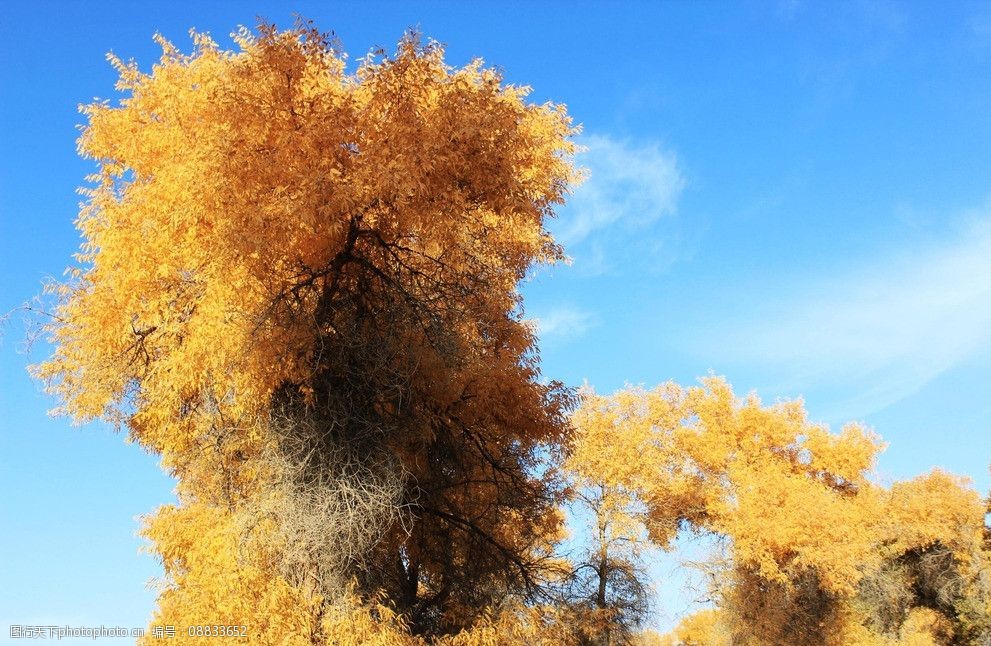 关键词:新疆轮台胡杨林 轮南 胡杨树 蓝天 白云 树木树叶 生物世界