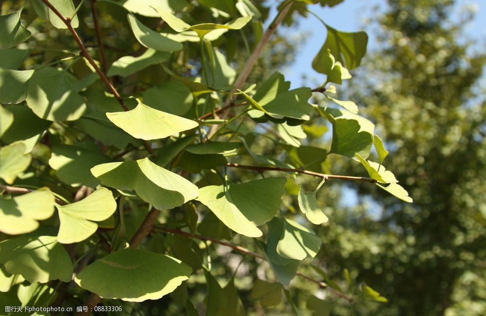 银杏 叶子 绿色 植物 造景 植被 景观 园林 风景 树木树叶 生物世界