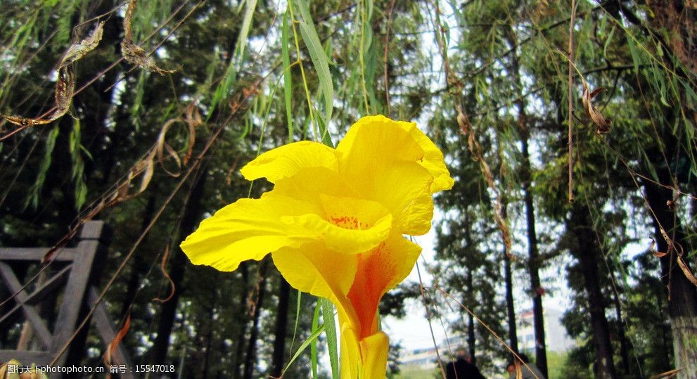 芭蕉花图片