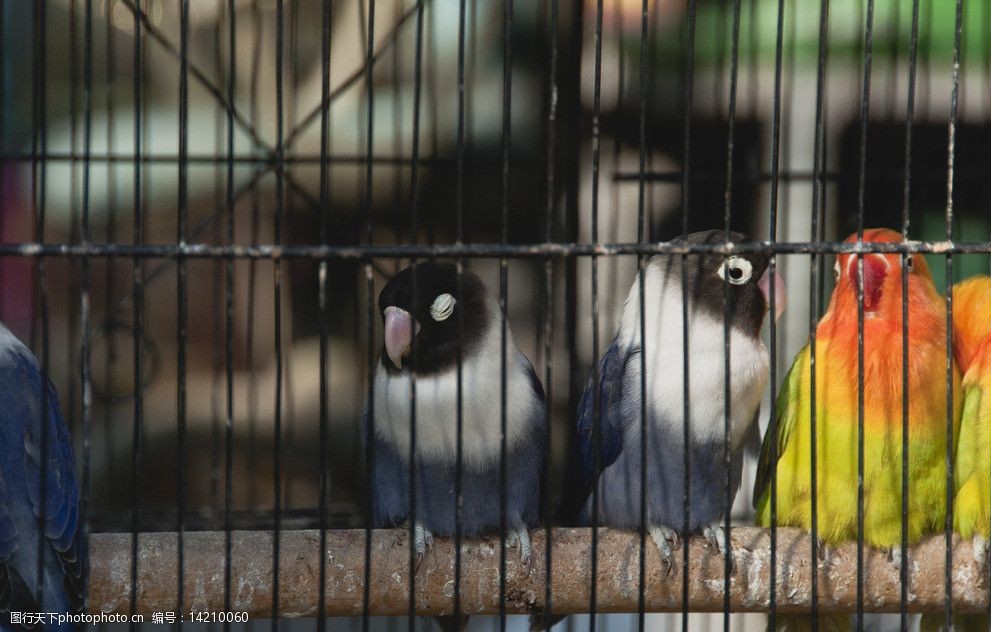 笼中鸟图片