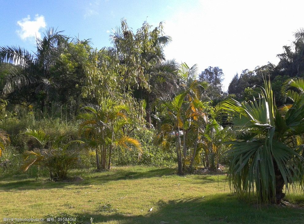 公园植物群落图片