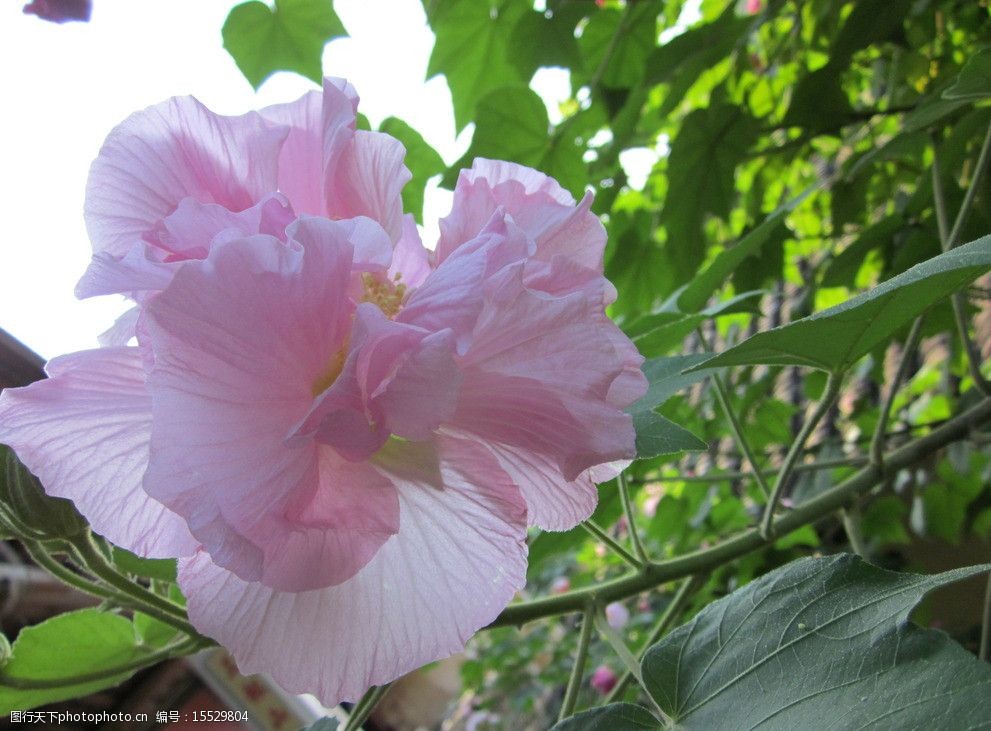 木芙蓉圖片