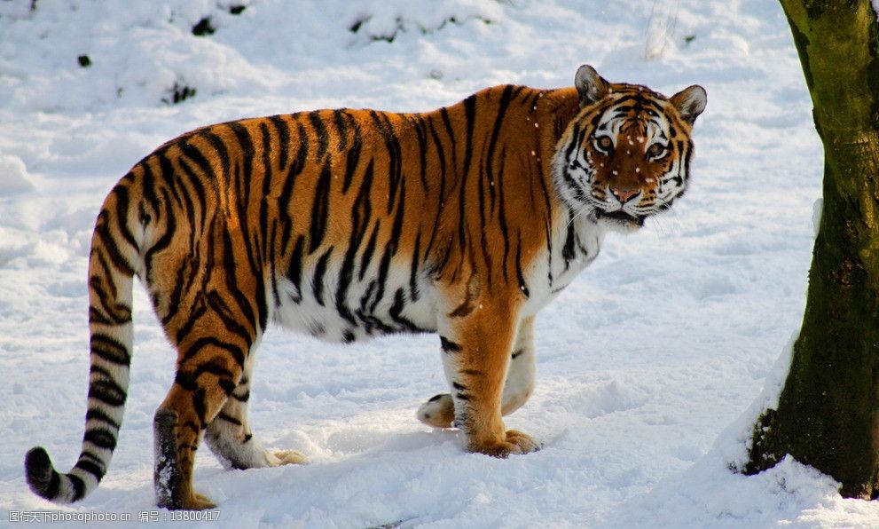 最大的西伯利亚虎图片图片