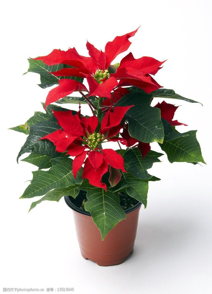 圣诞花盆栽图片