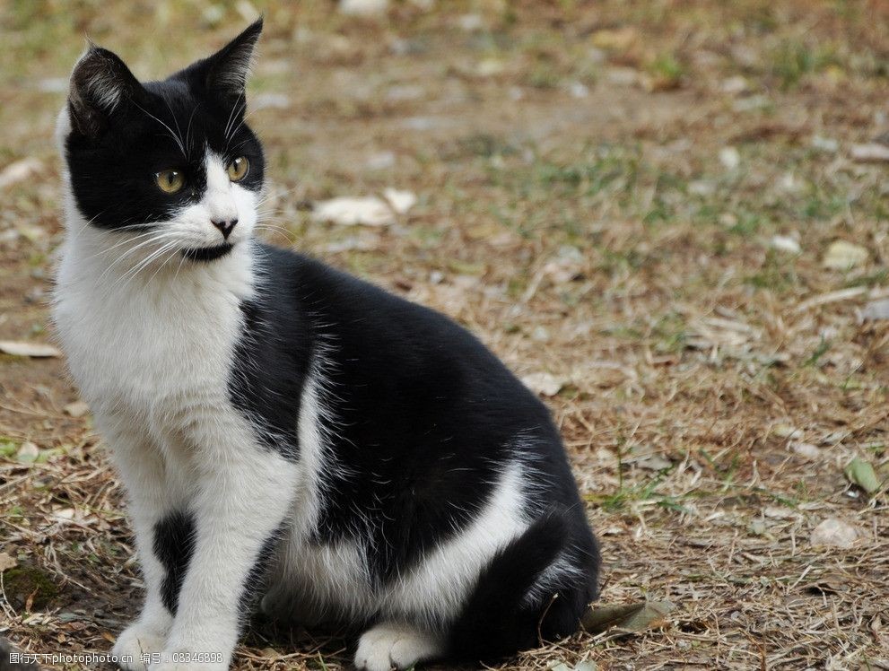 黑白相间狸花猫图片