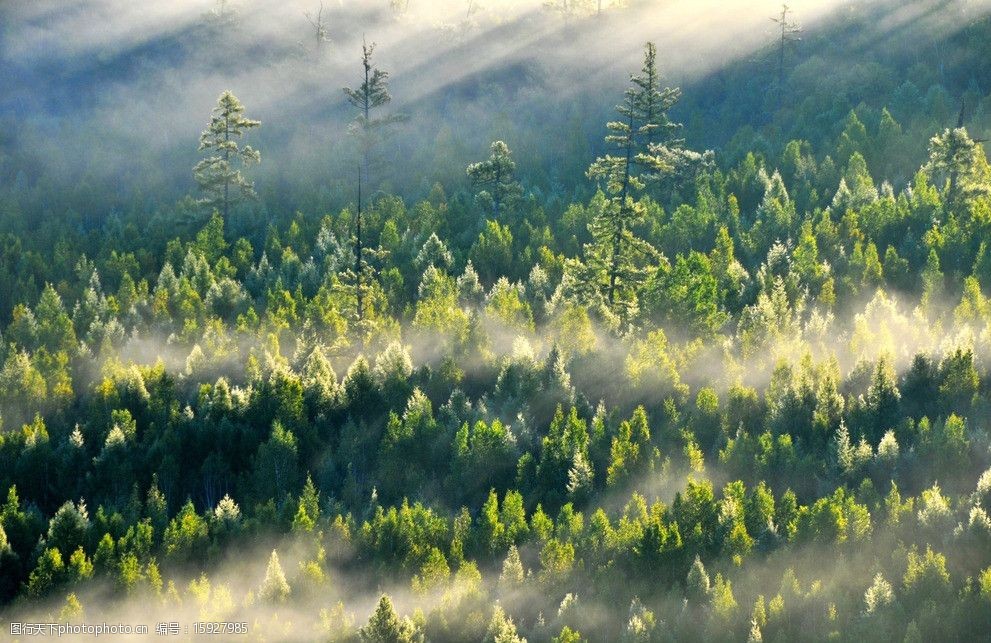 关键词:森林晨雾 大兴安岭 森林 清晨 云雾 山水风景 自然景观 摄影