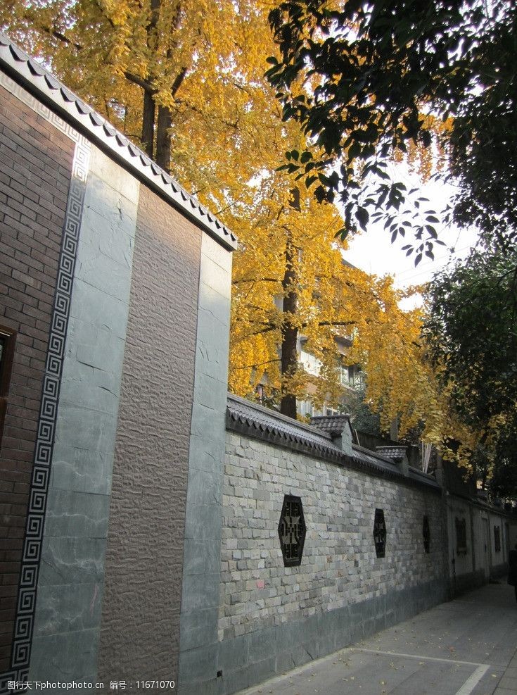 关键词:金色银杏 金色 银杏 围墙 古色古香 树叶 金秋 秋景 自然风景
