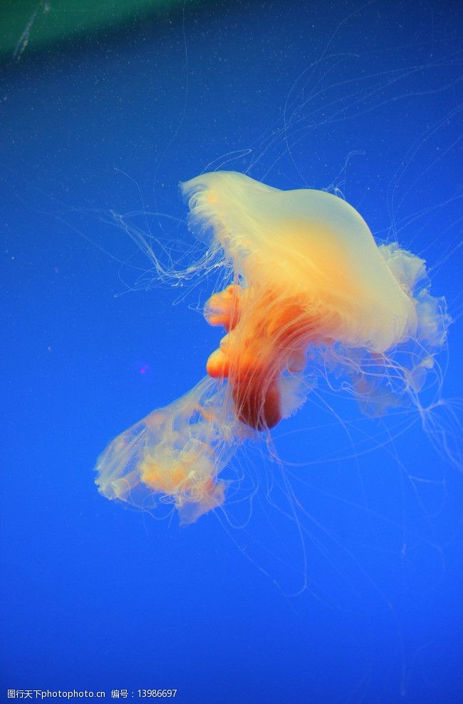 關鍵詞:海洋生物 海底世界 珊蝴 海洋 生物世界 攝影 72dpi jpg