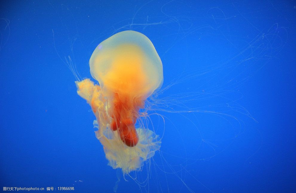 關鍵詞:海洋生物 海底世界 珊蝴 海洋 生物世界 攝影 72dpi jpg