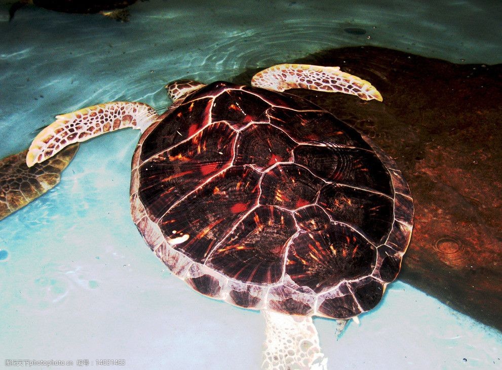 關鍵詞:大海龜 海龜 海洋動物世界 海洋 龜 動物 海洋生物 生物世界