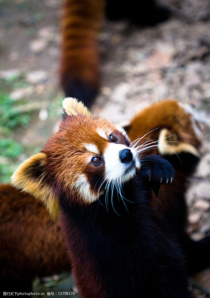 动物园里的小熊猫图片